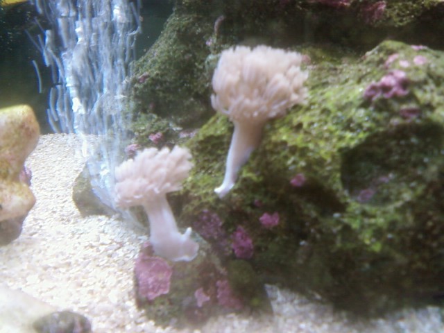 Pulsating Xenia
