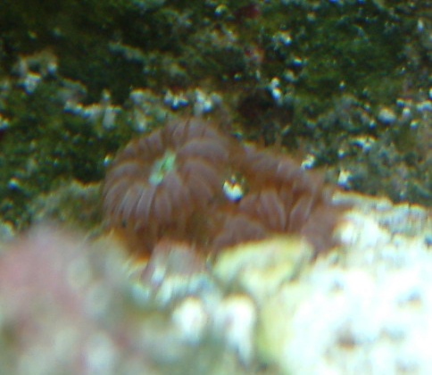 Two or three polyps shed by parent colony growing by the day!