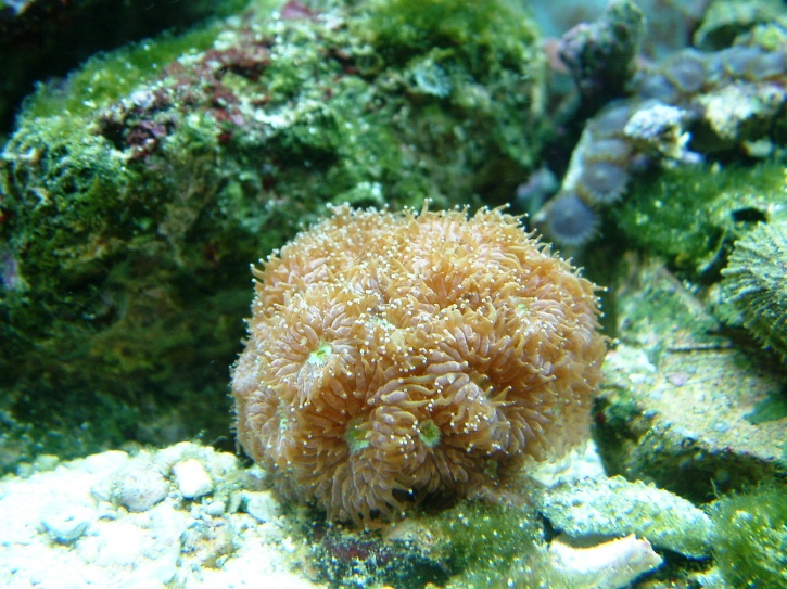 Slightly bigger than a golf ball, and in the tank one month, this colony produced two additional...