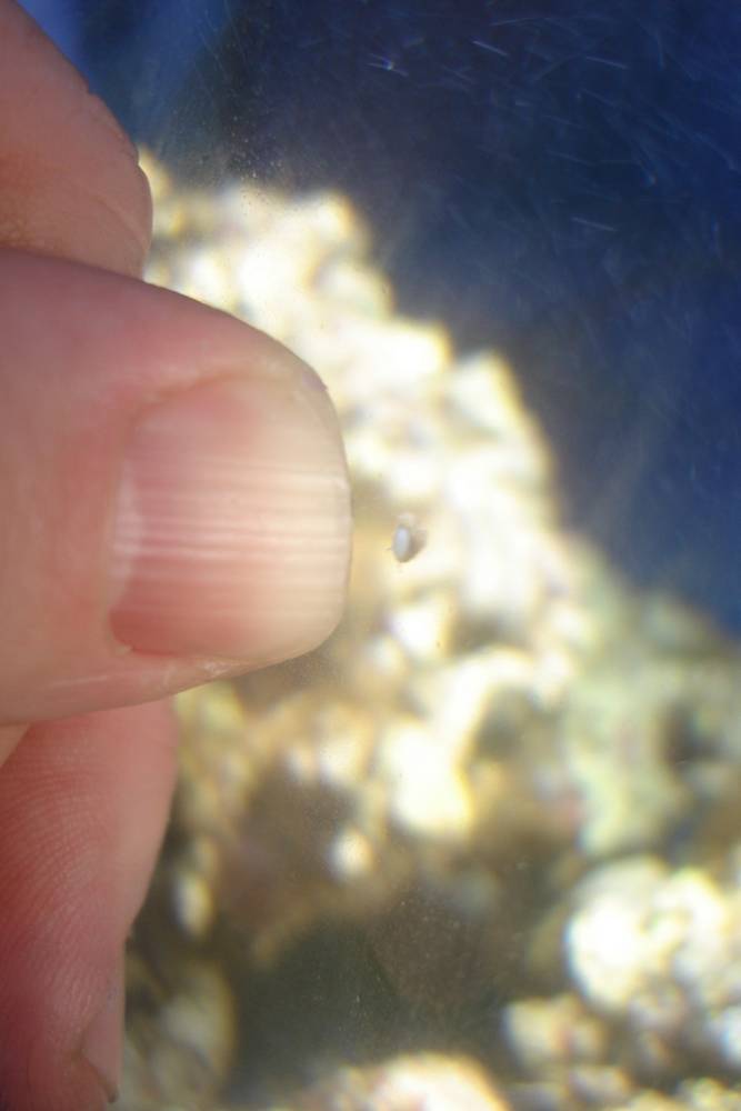 Tank is now 3 months old.  75 gal with about 10 various snails.  I noticed this little guy last...