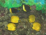 This is my &quot;Dream Team&quot;. It was tough to get them to line up like this.  They are a pair...