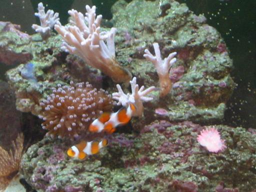 clowns, leathers, torch, tube worm, tiny anemone