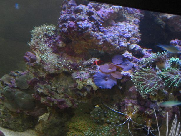 mushrooms, mixed zoanthids, star polyps, cleaner shrimp, chromis blur