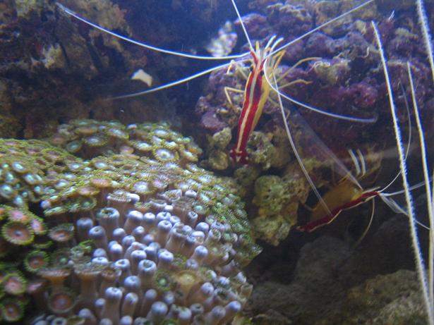 cleaner shrimp pair