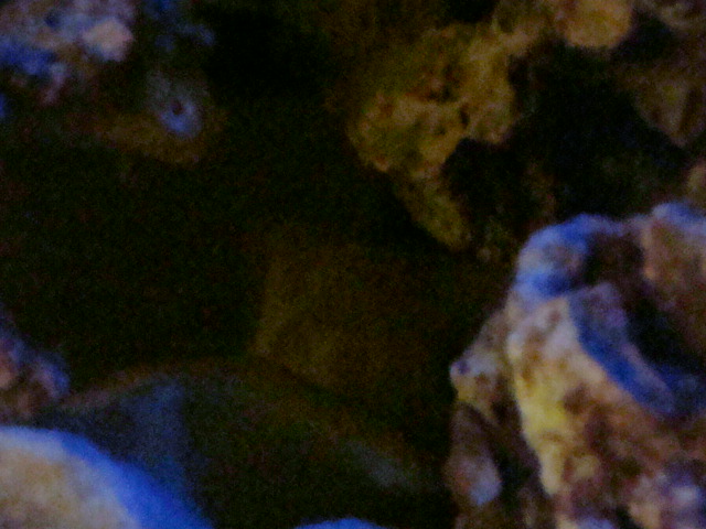 Fiirst pics of my RSM and hopefully not last