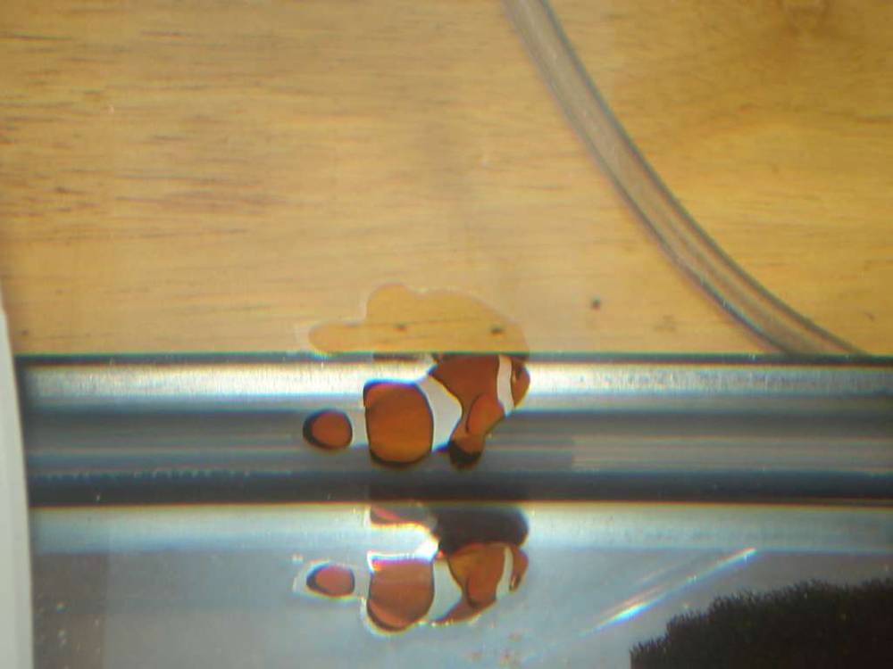 One of my clowns in the quarantine tank. Tank raised!