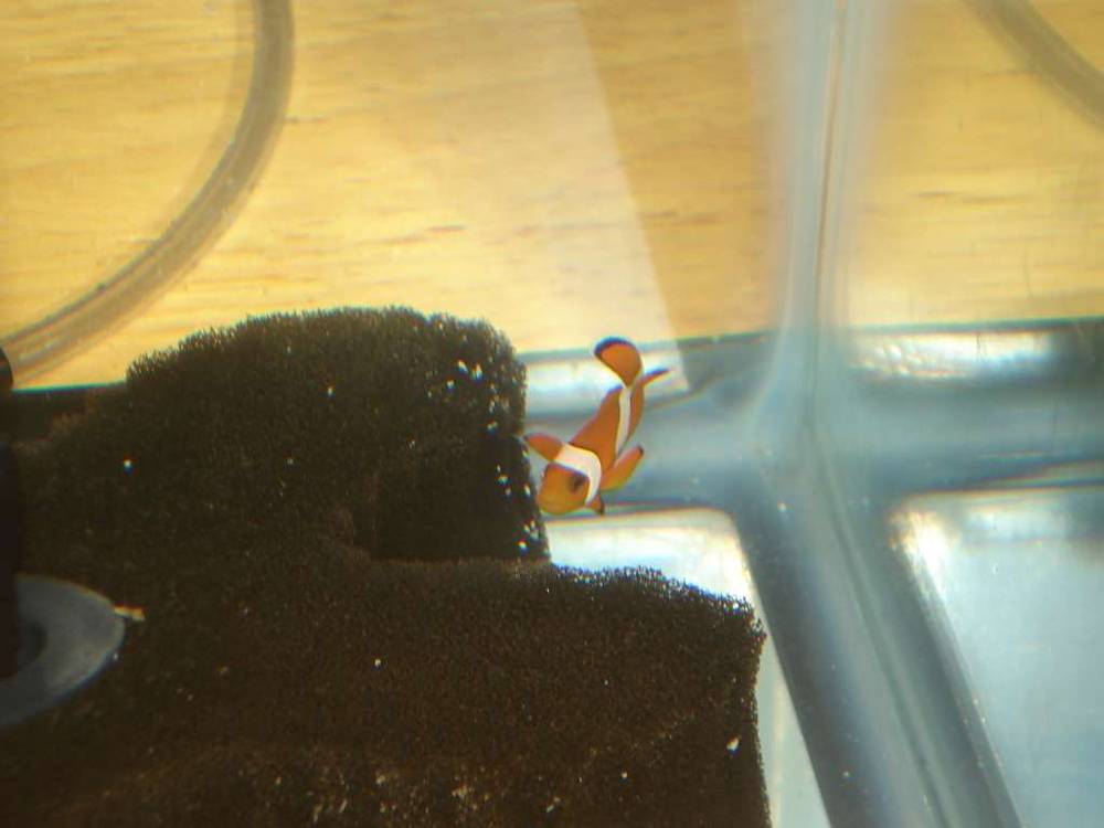 Other clown, not quite as colorful, tank raised.