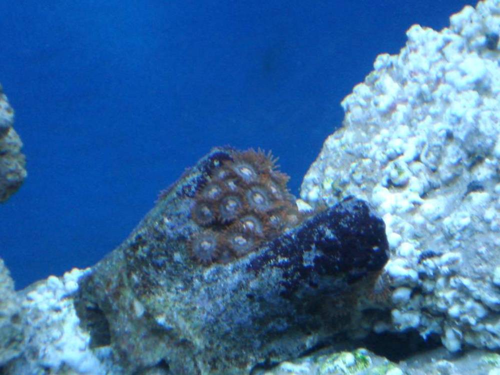 My first coral! Came on a nice rock with really nice purple coralline algae.