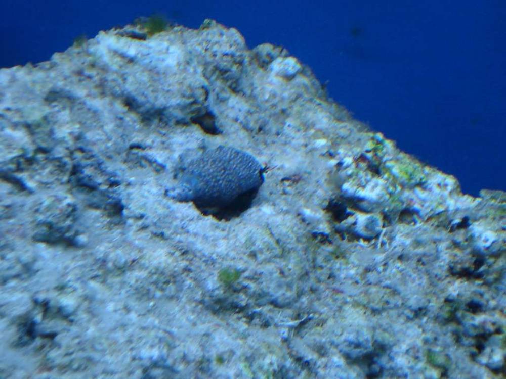First animals added after cycle: two ocellaris clowns, two snails, two hermits and a pink button...