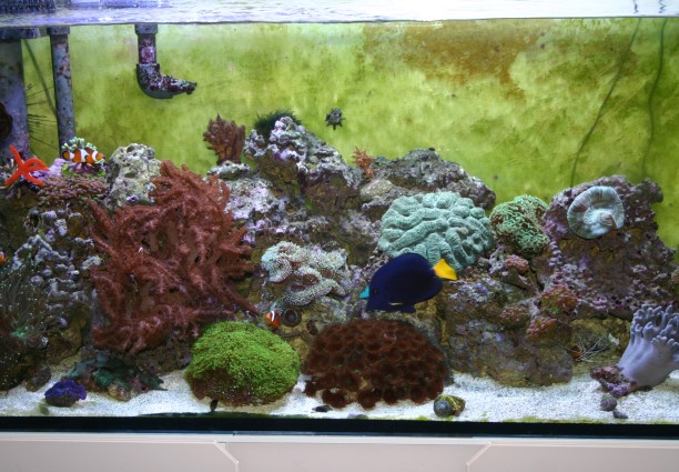 gianni&#039;s tank 340 liter 5 months