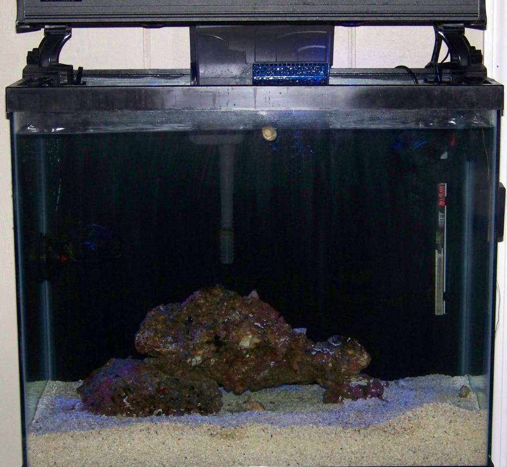 Taken June 16, 2008, (can you see where I killed the Aiptasia?