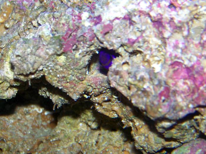 This is our lone fish.  He&#039;s found a tunnel that gets him to his food without having to...