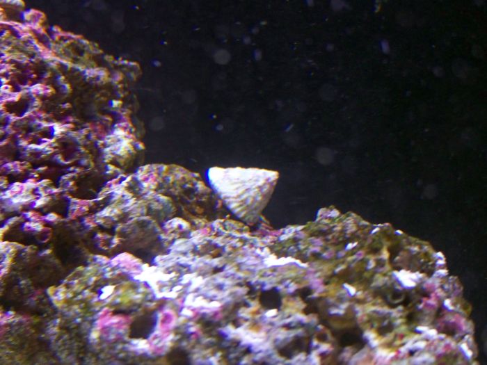 Can you see all the copepods in this picture?  This little guy is keeping the live rock slime...