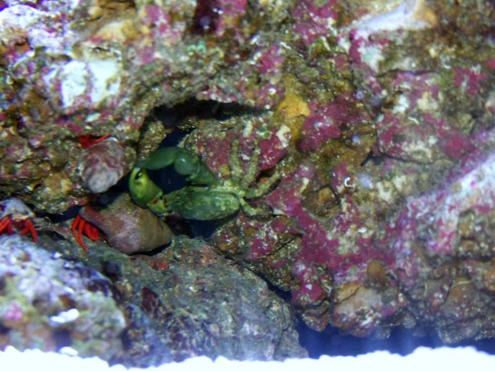The hermits are lining up for a back scratch from the emerald crab.  Once the crab picks at their...