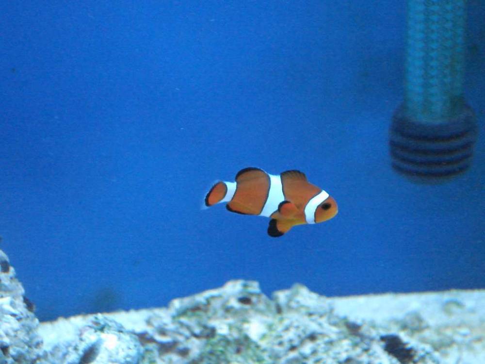 Ocellaris Clown