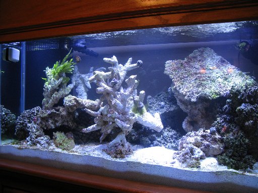 90 Gallon Reef Tank.  Started on April 21st.<br />
<br />
Let the Cycling Begin!