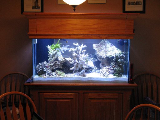 90 Gallon Reef Tank.  Started on April 21st.<br />
<br />
View of the Cabinet, Tank and Canopy.