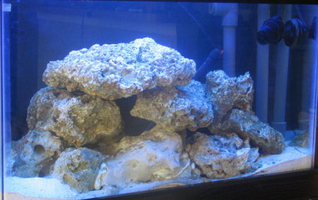 11 days since filling, PC actinic lighting