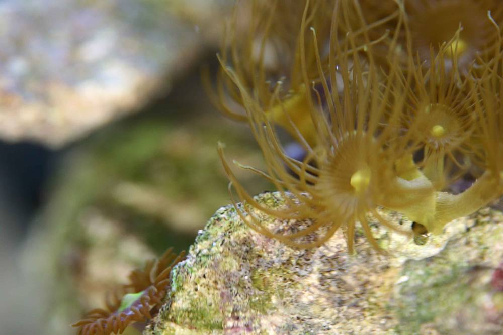 Bubble Tip Anemone<br />
Hermit Crab<br />
Maroon Clown <br />
Yellow Polyps