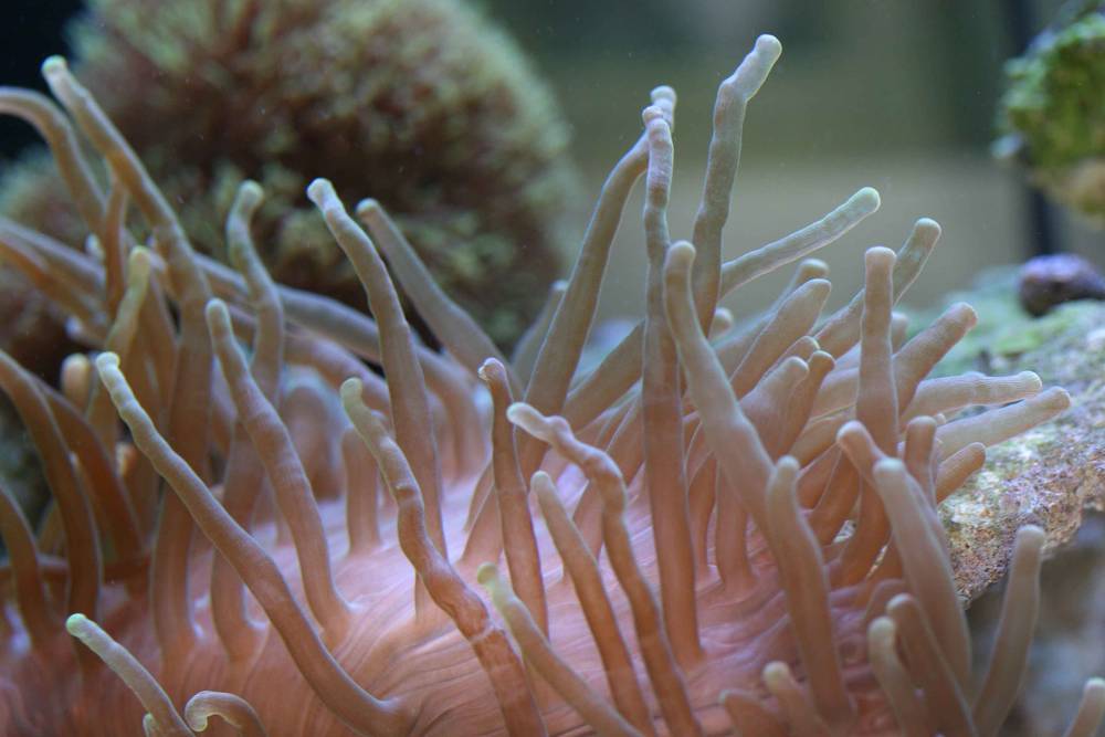 Bubble Tip Anemone<br />
Hermit Crab<br />
Maroon Clown <br />
Yellow Polyps