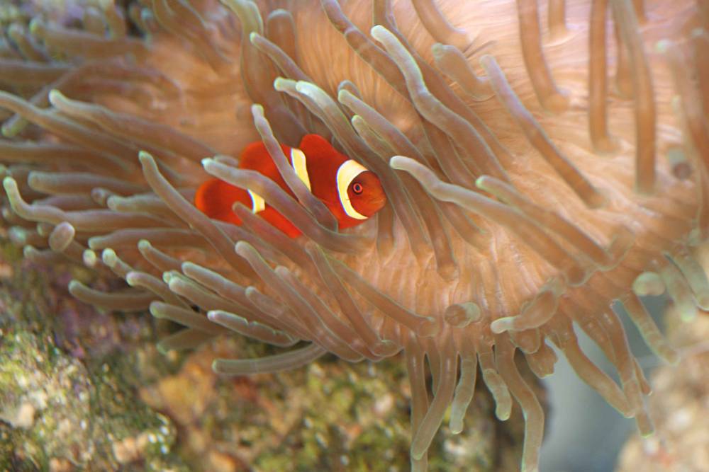 Bubble Tip Anemone<br />
Hermit Crab<br />
Maroon Clown <br />
Yellow Polyps