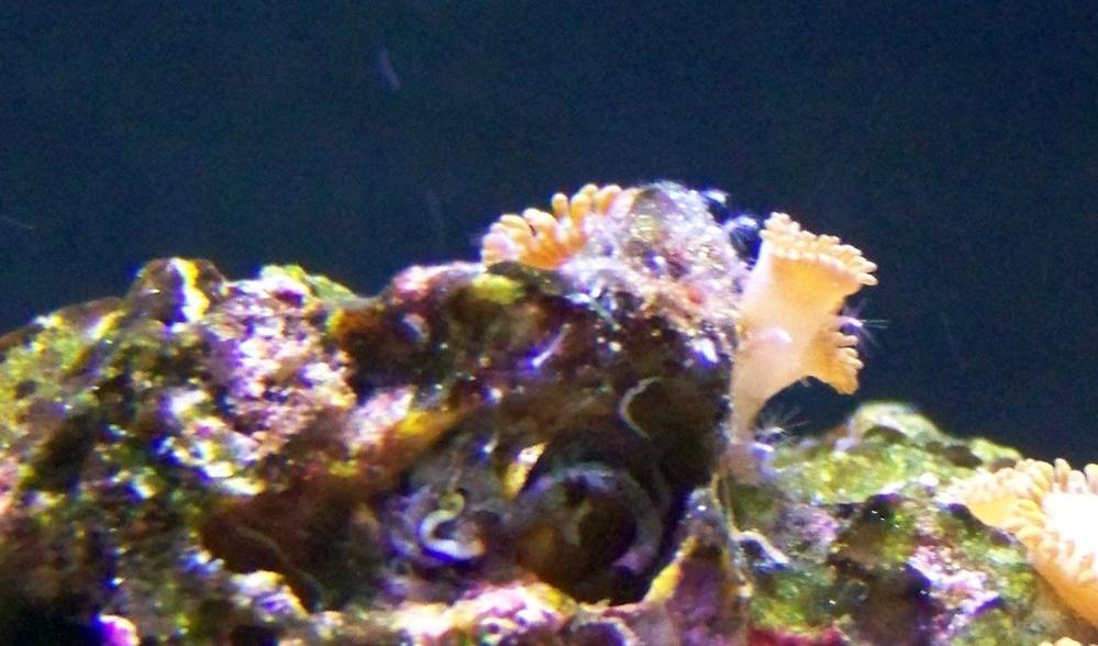 i need an ID on the fuzz that has sprung up around my polyps.<br />
<br />
Thanks!