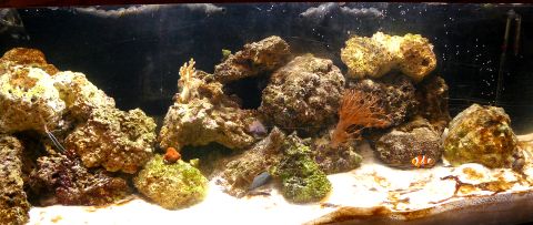 My newbie 75 gal tank.  Wish me luck.  So far all is well and has been up 1 month