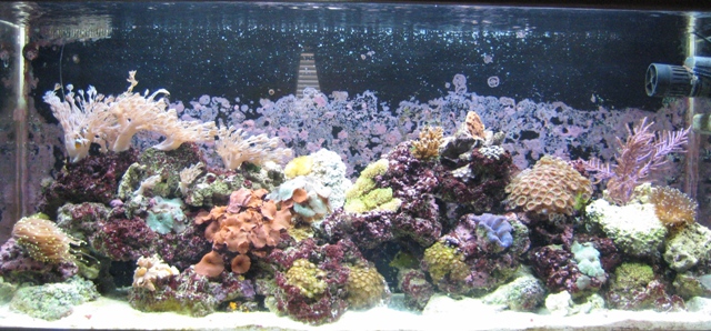 September 1st will be a year that I set this up using the back of the tank as a mini sump and no...