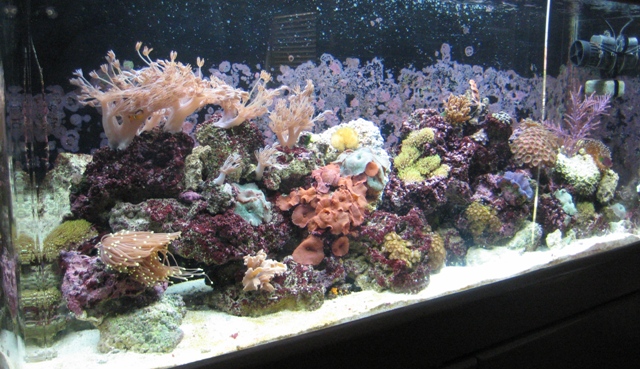 September 1st will be a year that I set this up using the back of the tank as a mini sump and no...