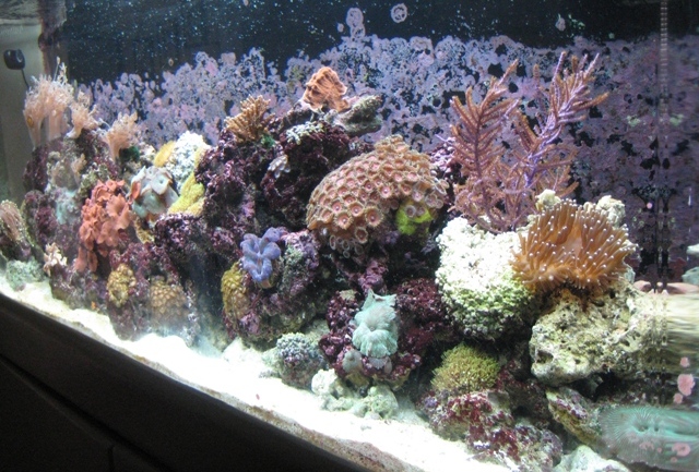 September 1st will be a year that I set this up using the back of the tank as a mini sump and no...