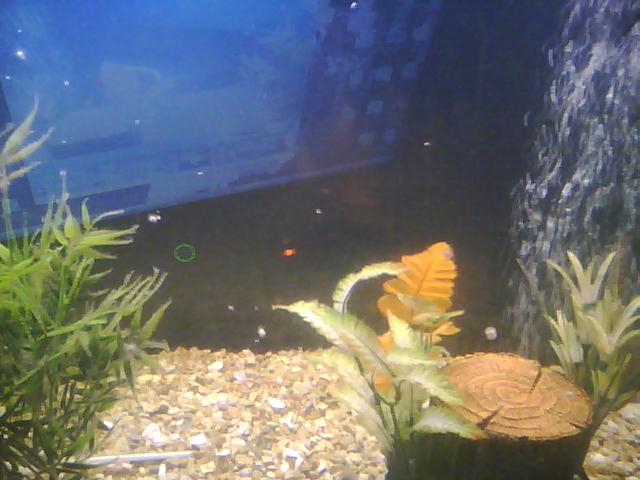 need help trying to identify what this is floating in my tank