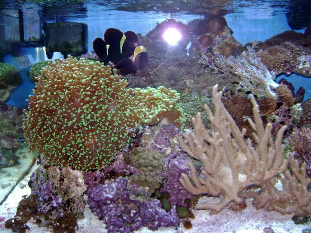 40 gal aga w/2 96 watt pc ,bak pak skimmer frogspawn,hammer, galexia,bubble assorted mixed softies