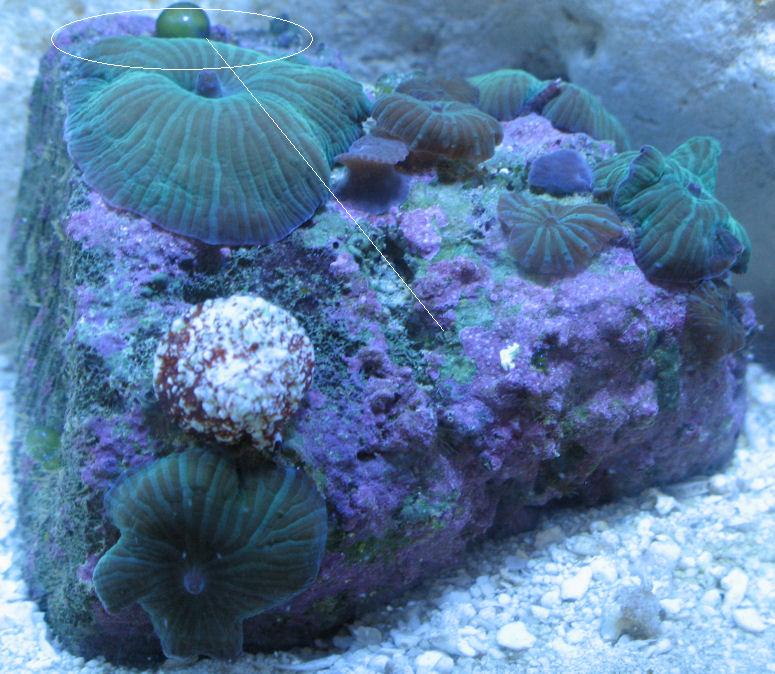 Bubble Algae