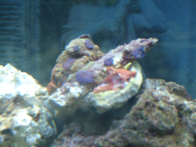 Some mushrooms and three small zoos that you cannot see