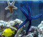 My yellow tang, Chocolate Chip sea star (taken back to LFS now that I am going reef) and my RIP...