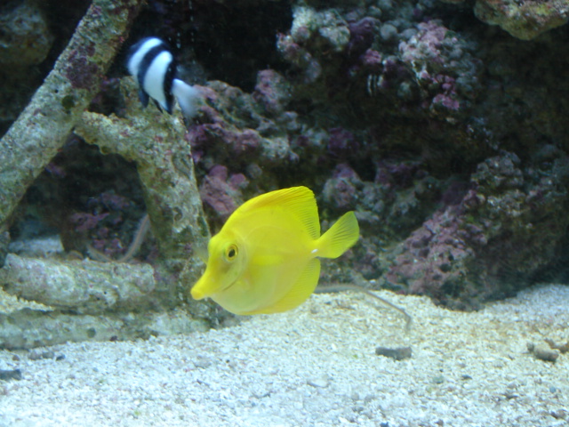 This guy was purchased from the LFS with a bad case of Ich.  My one and only success story in...