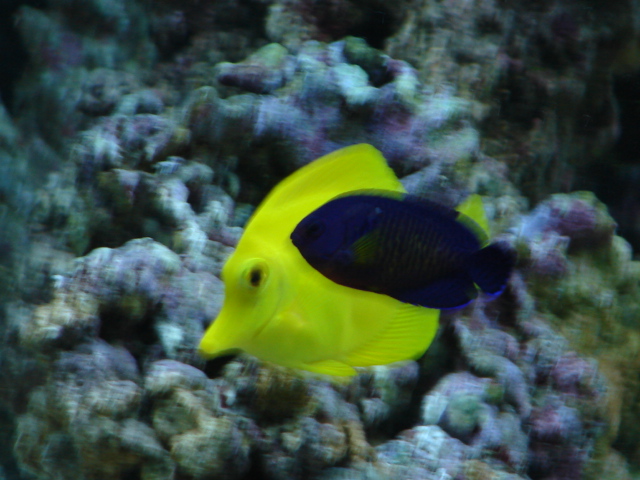 My yellow tang and coral beauty