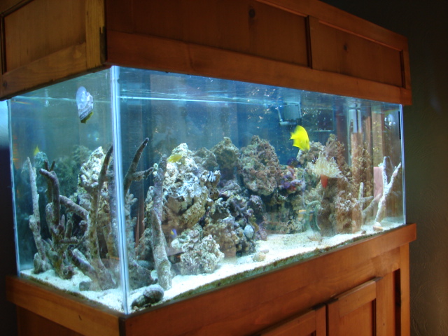 My Aquarium 7/2008
