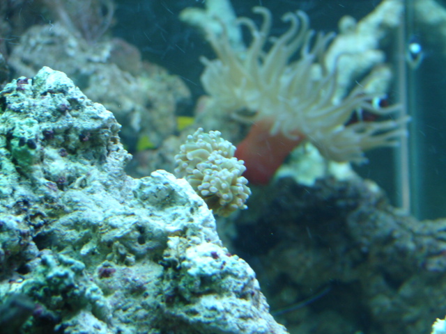 My frogspawn in the foreground and my anenome in the background