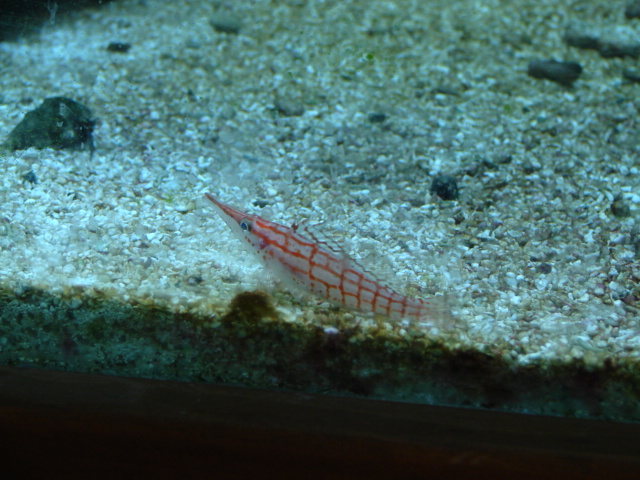 My longnosed hawkfish kickin&#039; it at the beach.