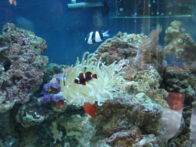 Just a pic of one area of the tank.