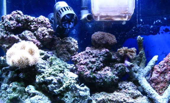 my reeftank that really need more coral