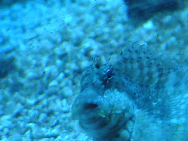 My Lawnmower blenny.  This one only eats what is on the rocks and the glass.  He does not accept...