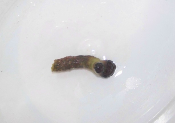 I shocked the stew out of it to get it to completely retract before I took it out of the q/t.