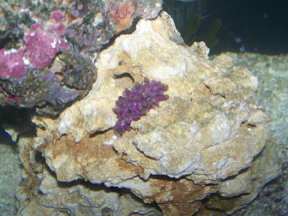 Green Star Polyp in his new home.  He&#039;s opened a few times but not all the way since the move...
