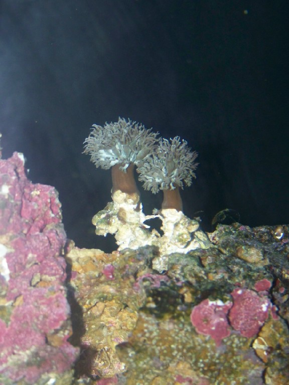 Just for the heck of it, I figured I&#039;d post a new pic of the xenia.  It appears to be having...