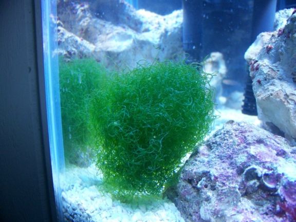 Chaeto