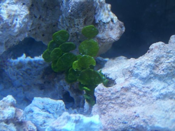 Halimeda (scabra)