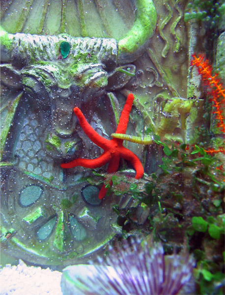 This is a 110 gal. Seahorse Aquarium with a Three Dimensional Background inside the tank. Sea life...