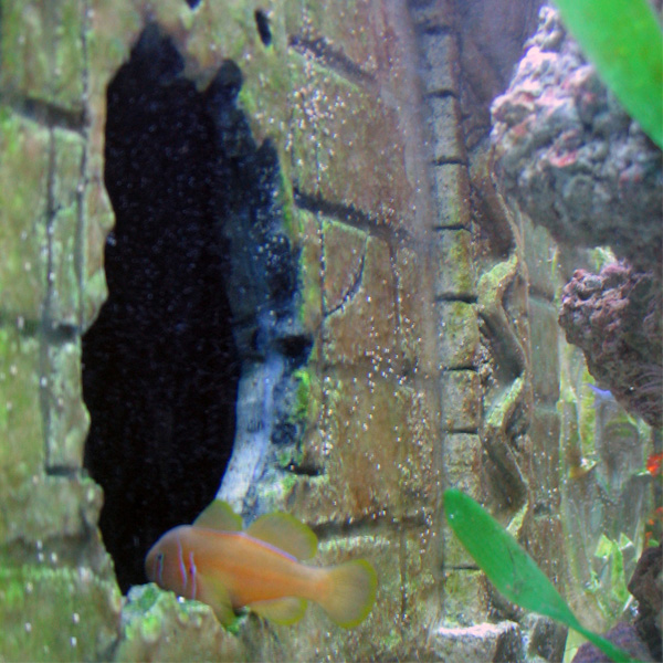 This is a 110 gal. Seahorse Aquarium with a Three Dimensional Background inside the tank. Sea life...